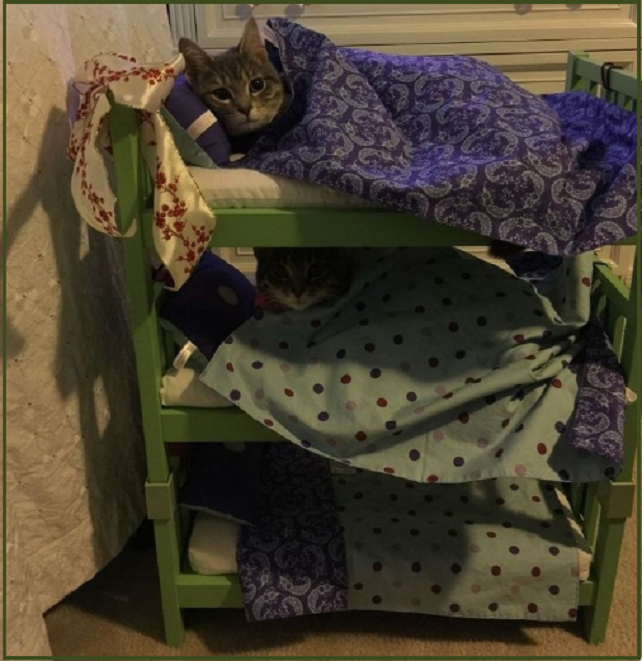 ✔️Котопозитивчик в Самый Важный День🤗