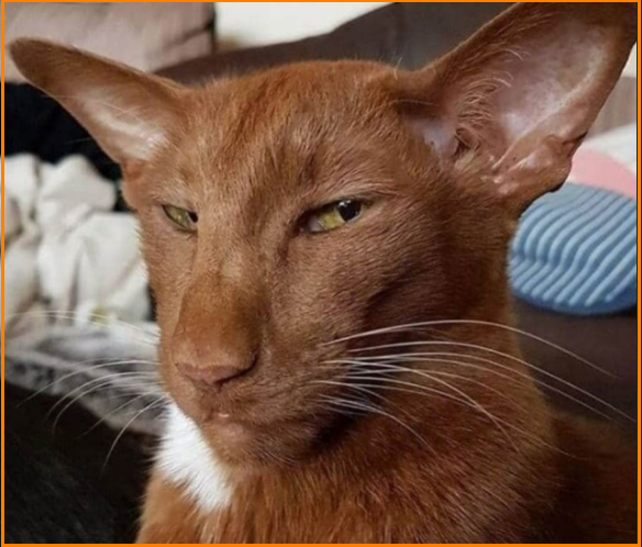 ✔️Котопозитивчик в Самый Важный День🤗