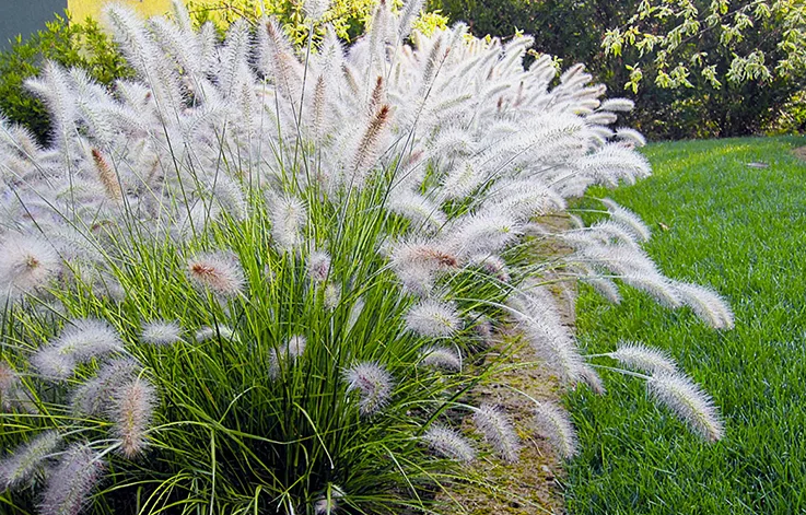 Декоративные злаки; настоящее украшение садового дизайна