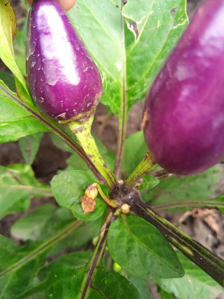 "Мал золотник, да дорог": самые вкусные мини овощи на моей дачной грядке.