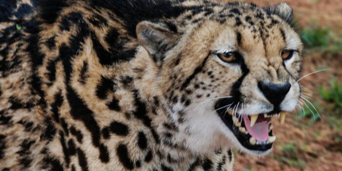 Уникальные приемы охоты среди диких животных