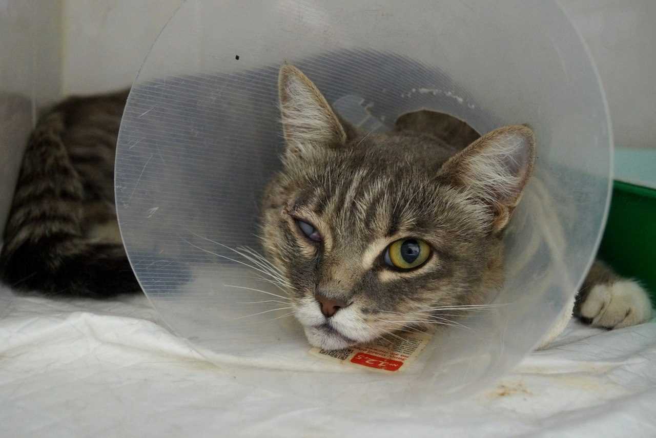 Как мужчина взыскал с соседа 150 т. р. за то, что тот кинул камнем в его кота