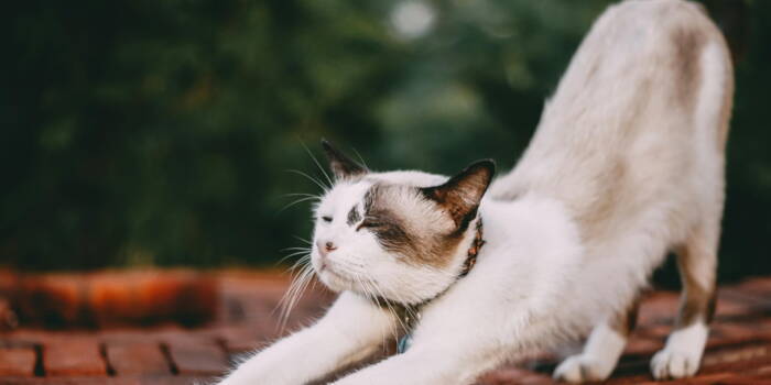 Как отучить кошку царапать мебель?