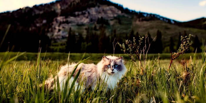 Почему мой кот предпочитает проводить ночи на улице?