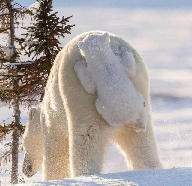 Забавные Мамины хвостики