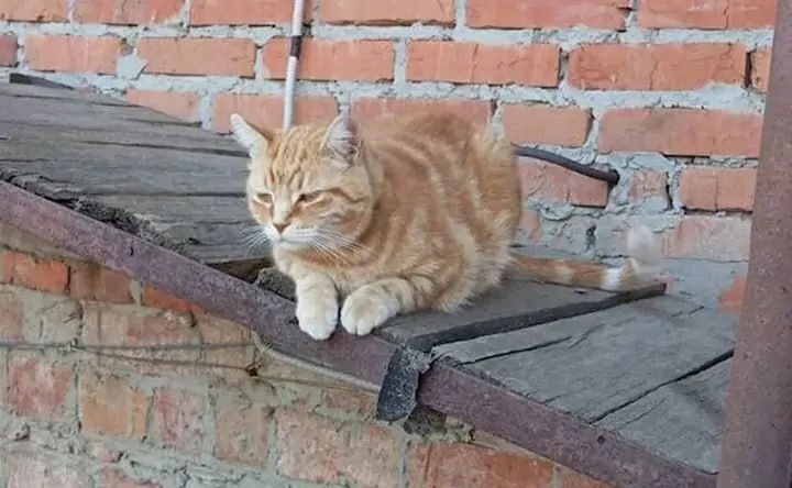 История спасения: Кот принес хозяевам в зубах истощенного маленького бельчонка, который выпал из гнезда. Выходили его в Южном парке "Малинки"