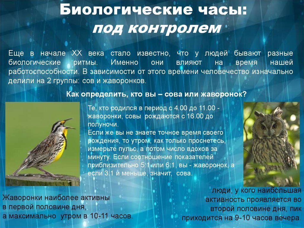 "Жаворонок", "сова" или "голубь" - кто вы? Хотите узнать как ваш хронотип влияет на вашу жизнь?