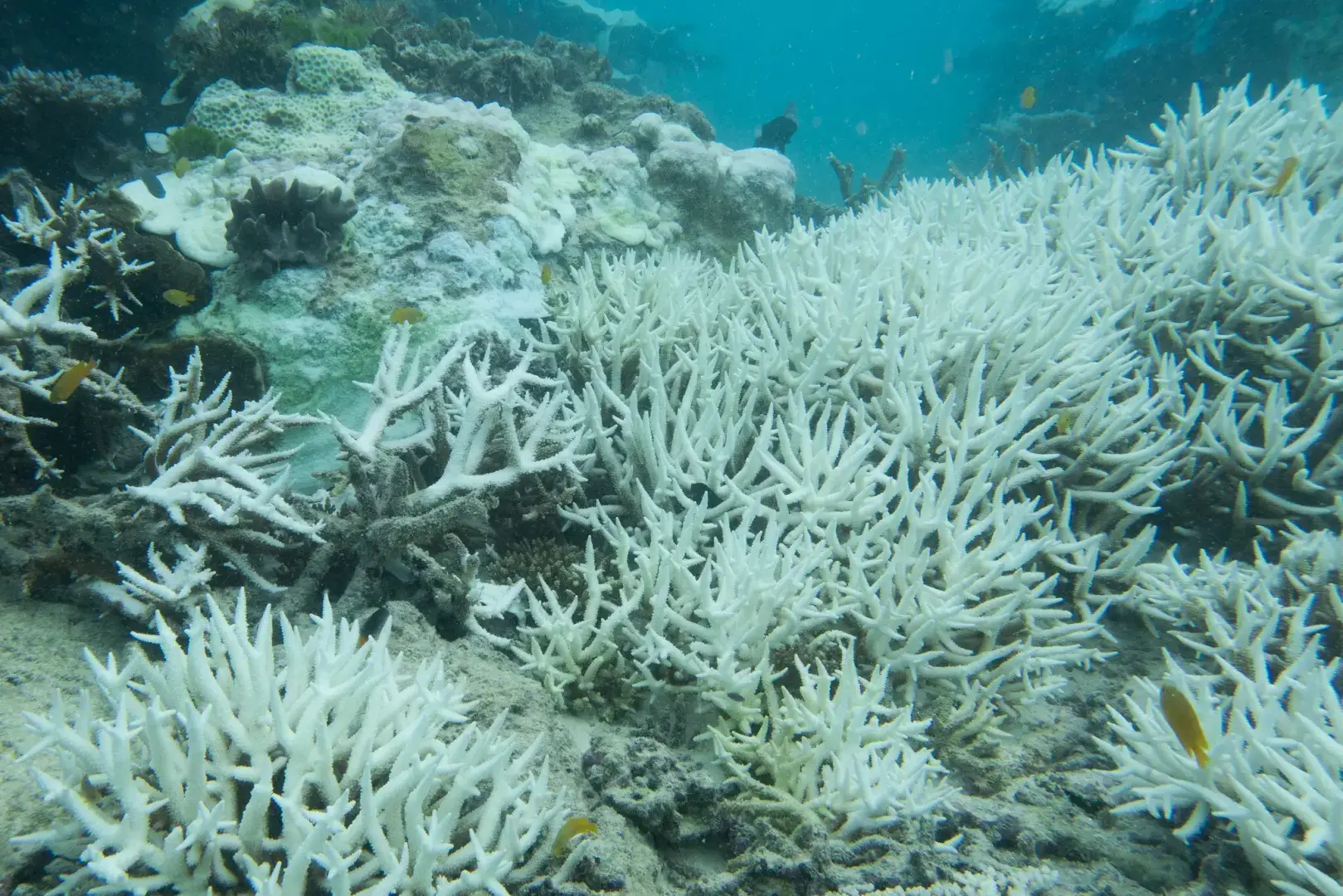 Жара вызывает опасения, что Большой Барьерный риф «упадет» в течение одного поколения