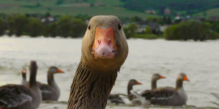 Как отличить гуся от гусака?
