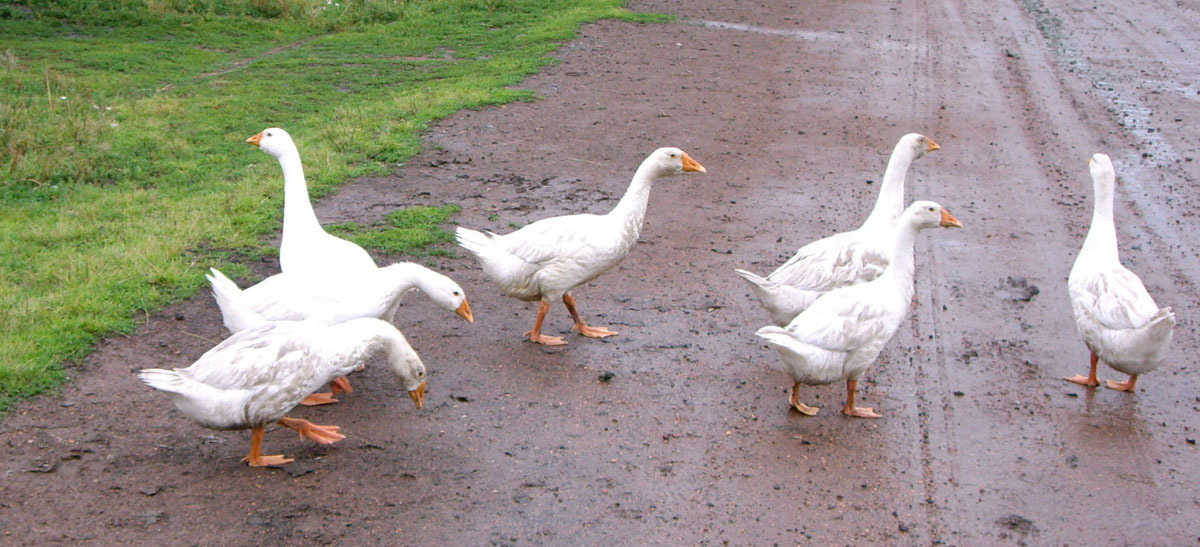 Может ли сосед держать птицу, если постройка для нее – в 1,5 метрах от границы земельного участка?