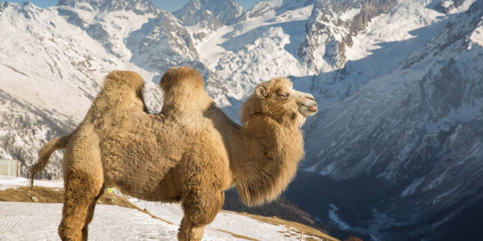 У дромадера один горб, а у верблюда два: почему такая физическая разница ?