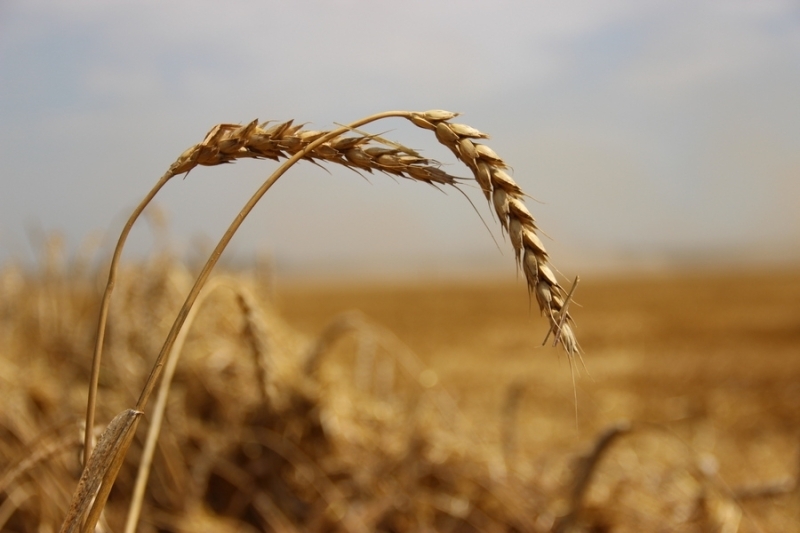 Весенние заморозки нанесли Ростовской области ущерб в 5 млрд рублей, уничтожив миллион гектаров посевов