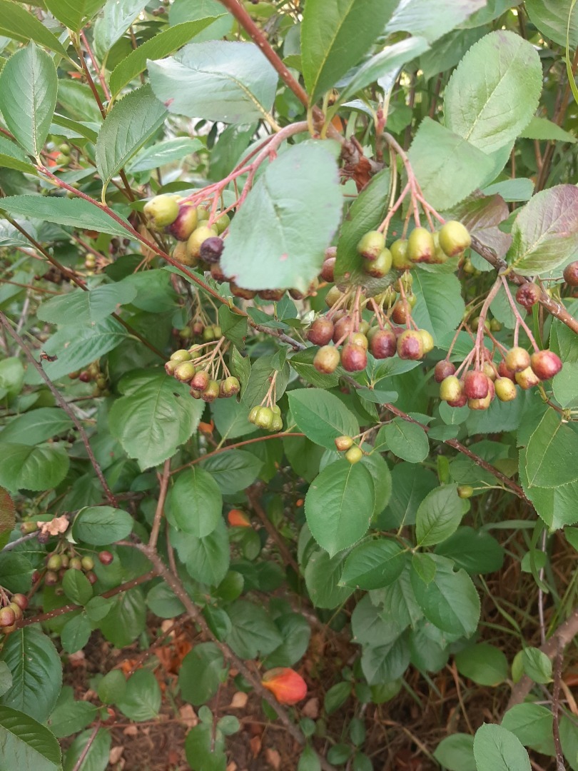 Мой урожай – 2024: что удалось вырастить на своем земельном участке. Выводы и результаты от автора