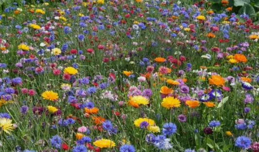 Откройте для себя мир без газона: альтернативы традиционному зеленому ковру