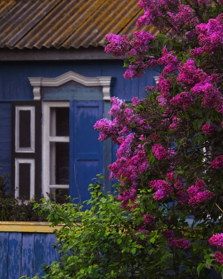 Мамина сирень