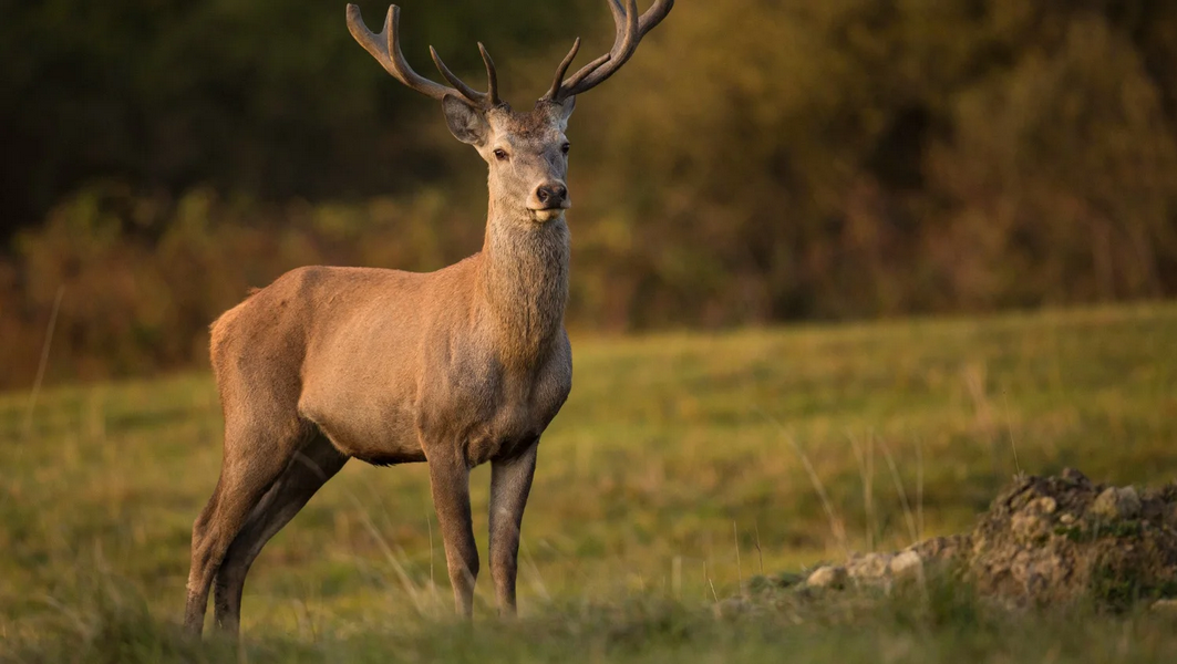 Зачем олени сбрасывают свои рога
