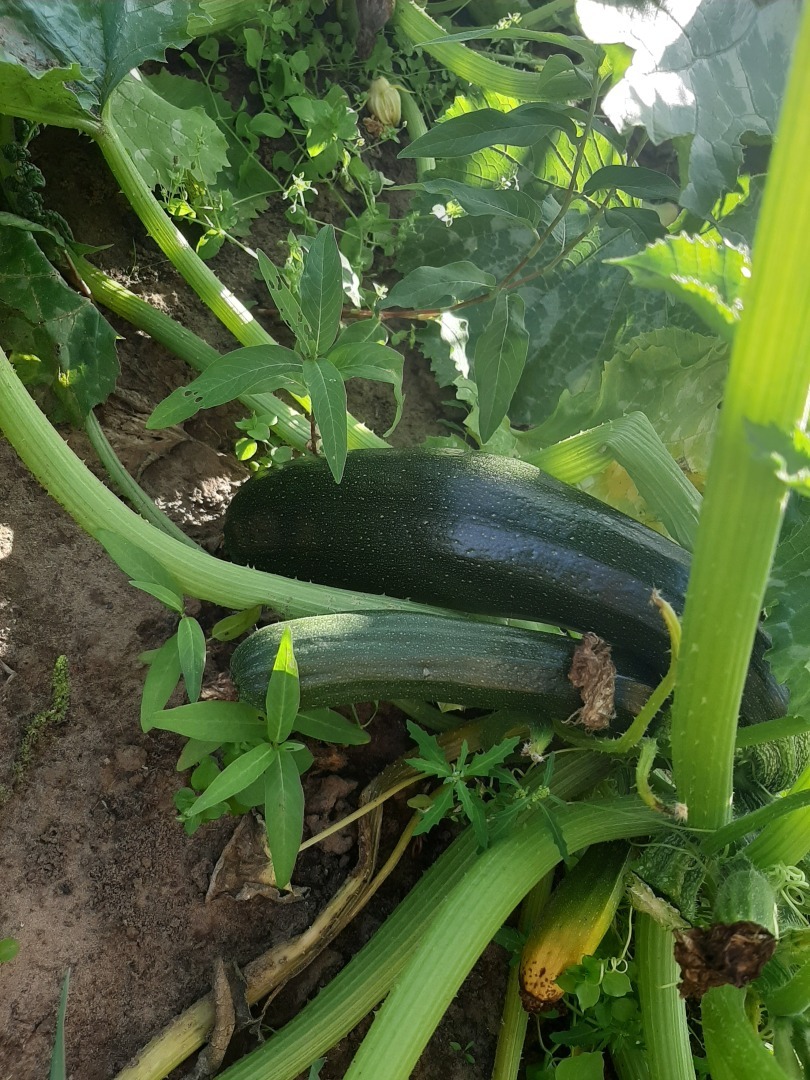 Мой урожай – 2024: что удалось вырастить на своем земельном участке. Выводы и результаты от автора