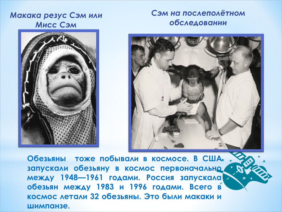 Какие еще животные были запущены в космос.