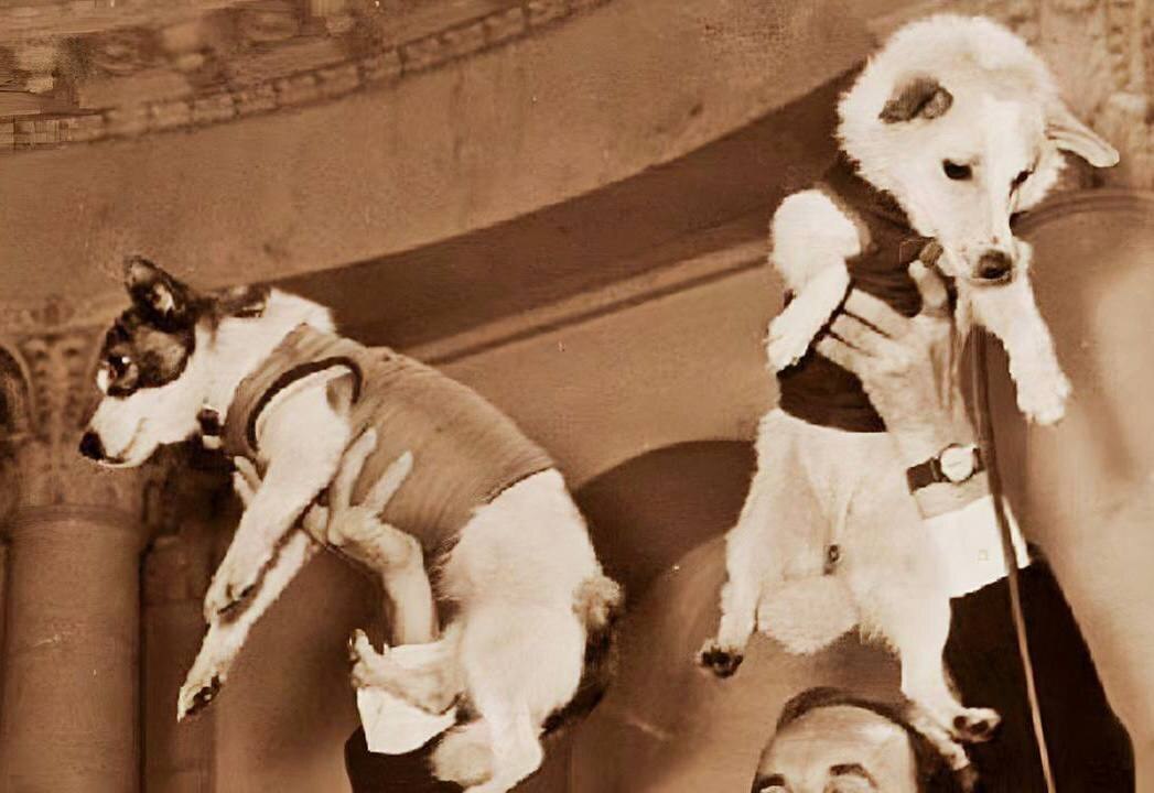 Собаки-космонавты: Первые спутники человека в космосе