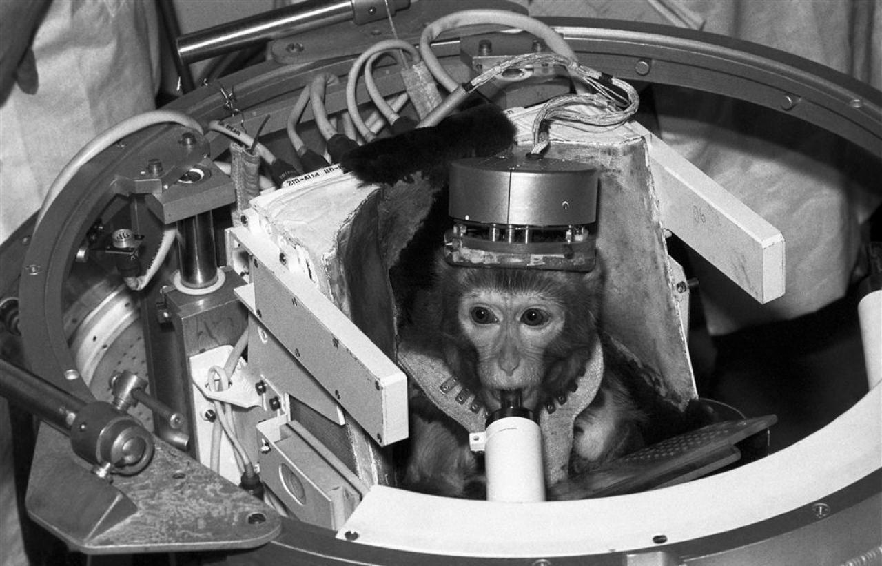 Какие еще животные были запущены в космос.
