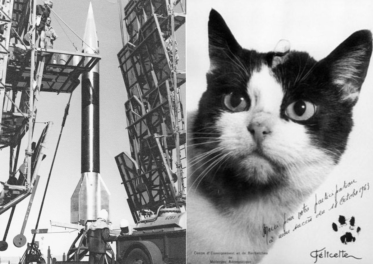 Какие еще животные были запущены в космос.