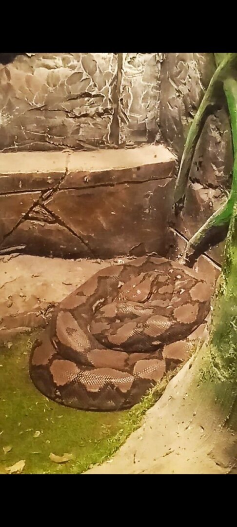 Наша увлекательная прогулка по зоопарку в селе Придорожное (ДНР)! Отвлеклись от шума и суеты! Мы в восторге!