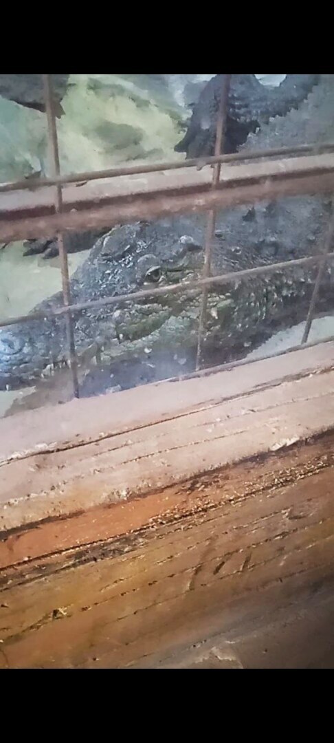 Наша увлекательная прогулка по зоопарку в селе Придорожное (ДНР)! Отвлеклись от шума и суеты! Мы в восторге!