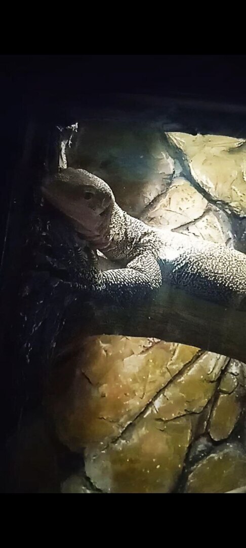 Наша увлекательная прогулка по зоопарку в селе Придорожное (ДНР)! Отвлеклись от шума и суеты! Мы в восторге!