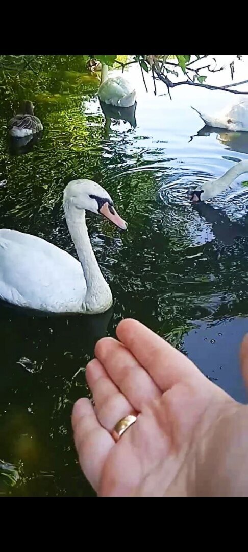 Наша увлекательная прогулка по зоопарку в селе Придорожное (ДНР)! Отвлеклись от шума и суеты! Мы в восторге!