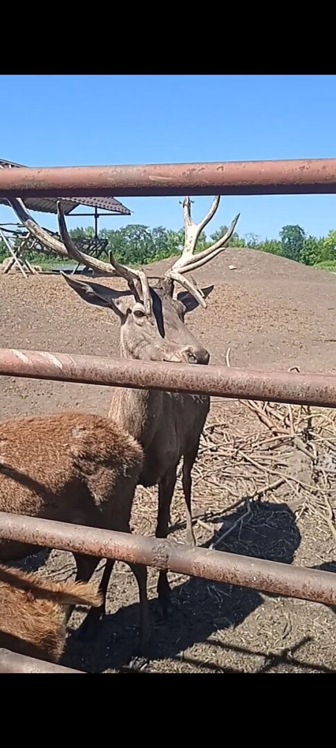 Наша увлекательная прогулка по зоопарку в селе Придорожное (ДНР)! Отвлеклись от шума и суеты! Мы в восторге!
