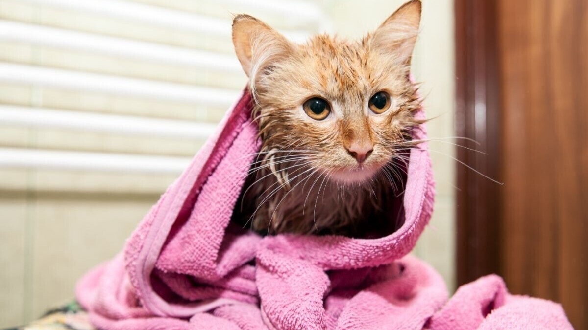 Укрощение диких вод: искусство купать кошек без истерик