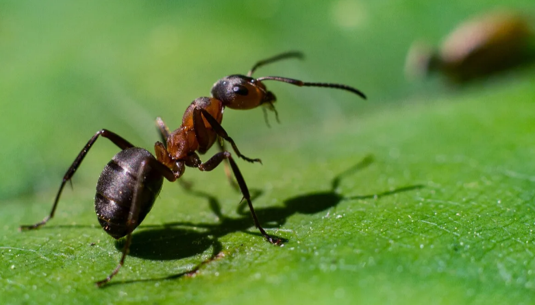 Муравьи на участке: как бороться