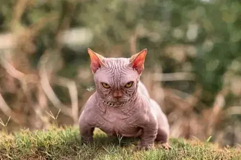 Запретить разведение новой породы кошек "Булли" предложили зоозащитники. В чем причина?