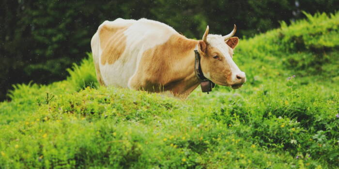Ученые нашли еду, позволяющую снизить выбросы метана коровами