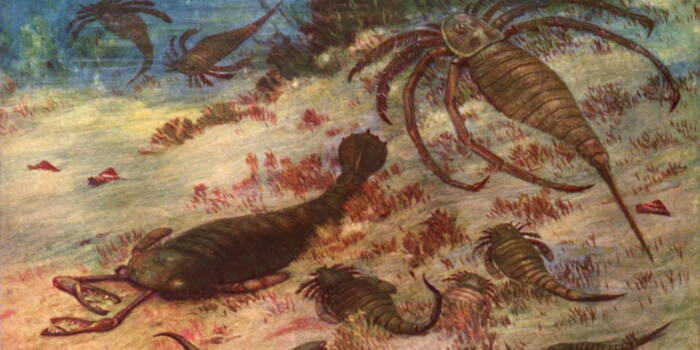 Гигантские скорпионы населяли океан более 444 миллионов лет назад.