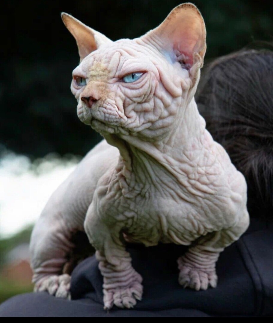 Запретить разведение новой породы кошек "Булли" предложили зоозащитники. В чем причина?