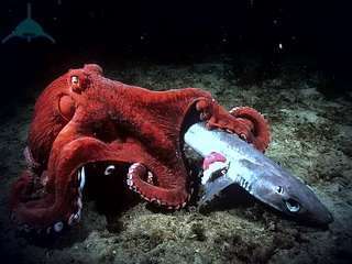 Нападение осьминога!