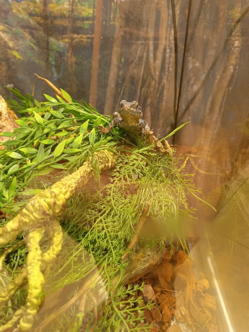 Мам, а меня паук укусит?