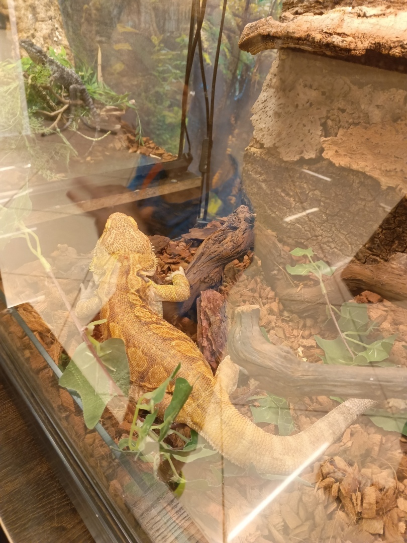 Мам, а меня паук укусит?