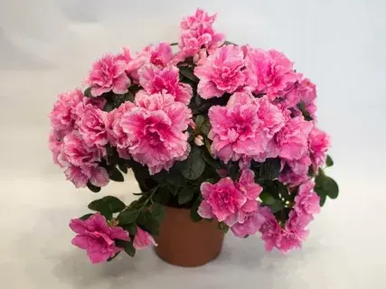 Какие домашние растения ядовиты и почему