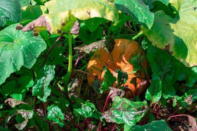 Почему Гниют Плоды Тыквы и Как Их Спасти