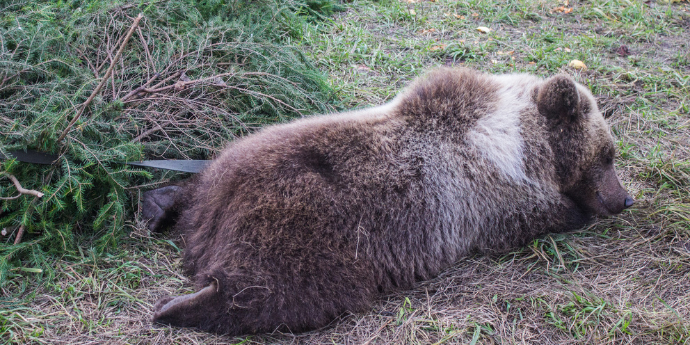 🐻Нашел дырку в ограждении? Медведь стал причиной огромной пробки на трассе М-11