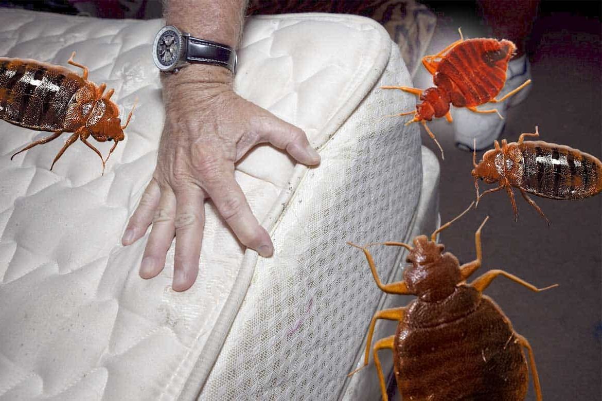 Как уничтожить клопов в квартире: эффективные методы и советы