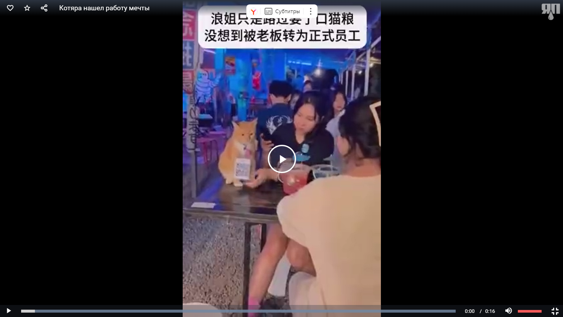 Принимает у гостей оплату по QR-коду. В Таиланде обнаружен кот, работающий кассиром в баре