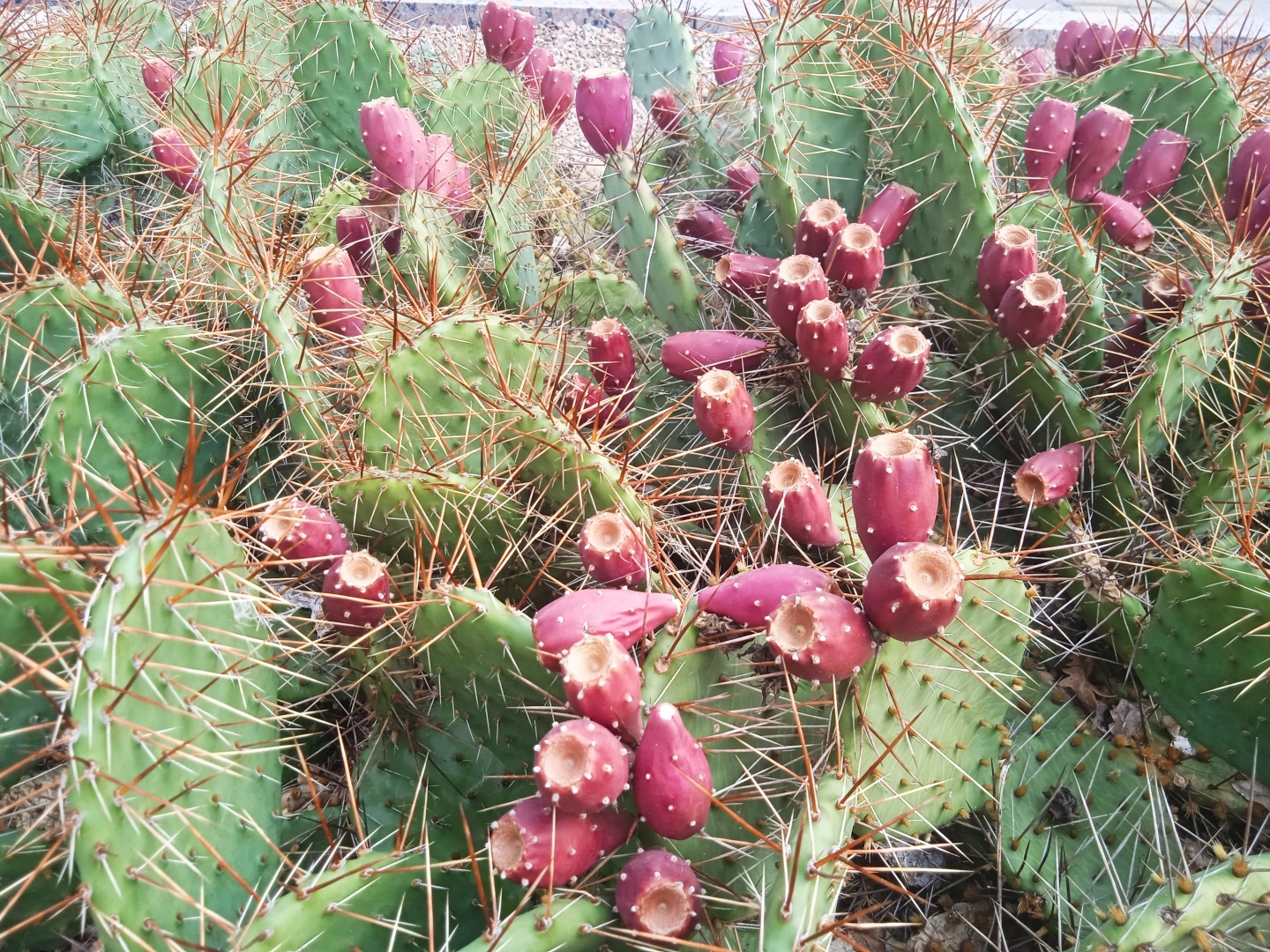 ☘🌸🌲Необыкновенная красота Донецкого ботанического сада! Последние летние денёчки!🌳🏵🌿