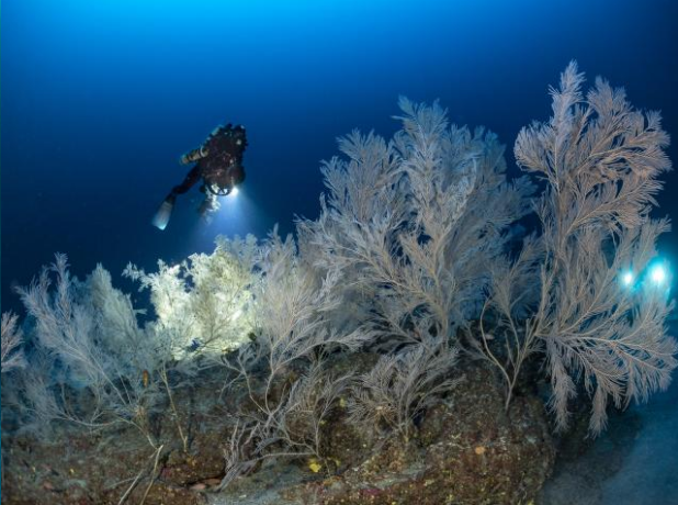 Миссия Gombessa V дайвера и специалиста по глубоководной съемке Лорана Баллесты