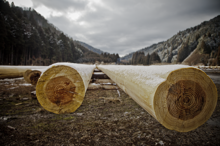 Древняя японская методика, возникшая в 14 веке, дает возможность получать древесину без необходимости уничтожения деревьев