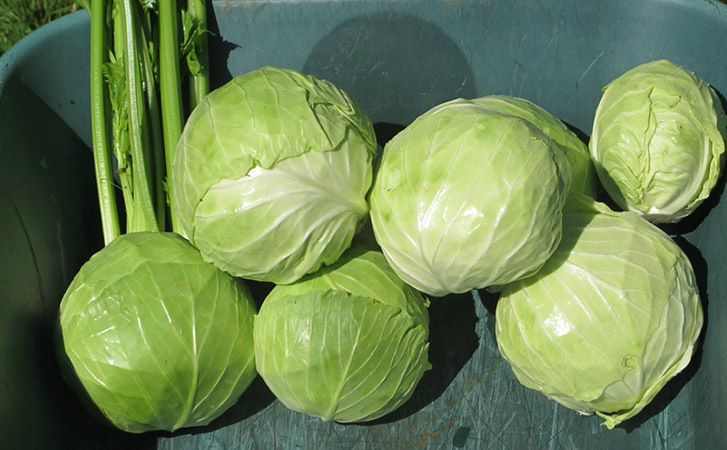 Как правильно хранить капусту в погребе до весны?