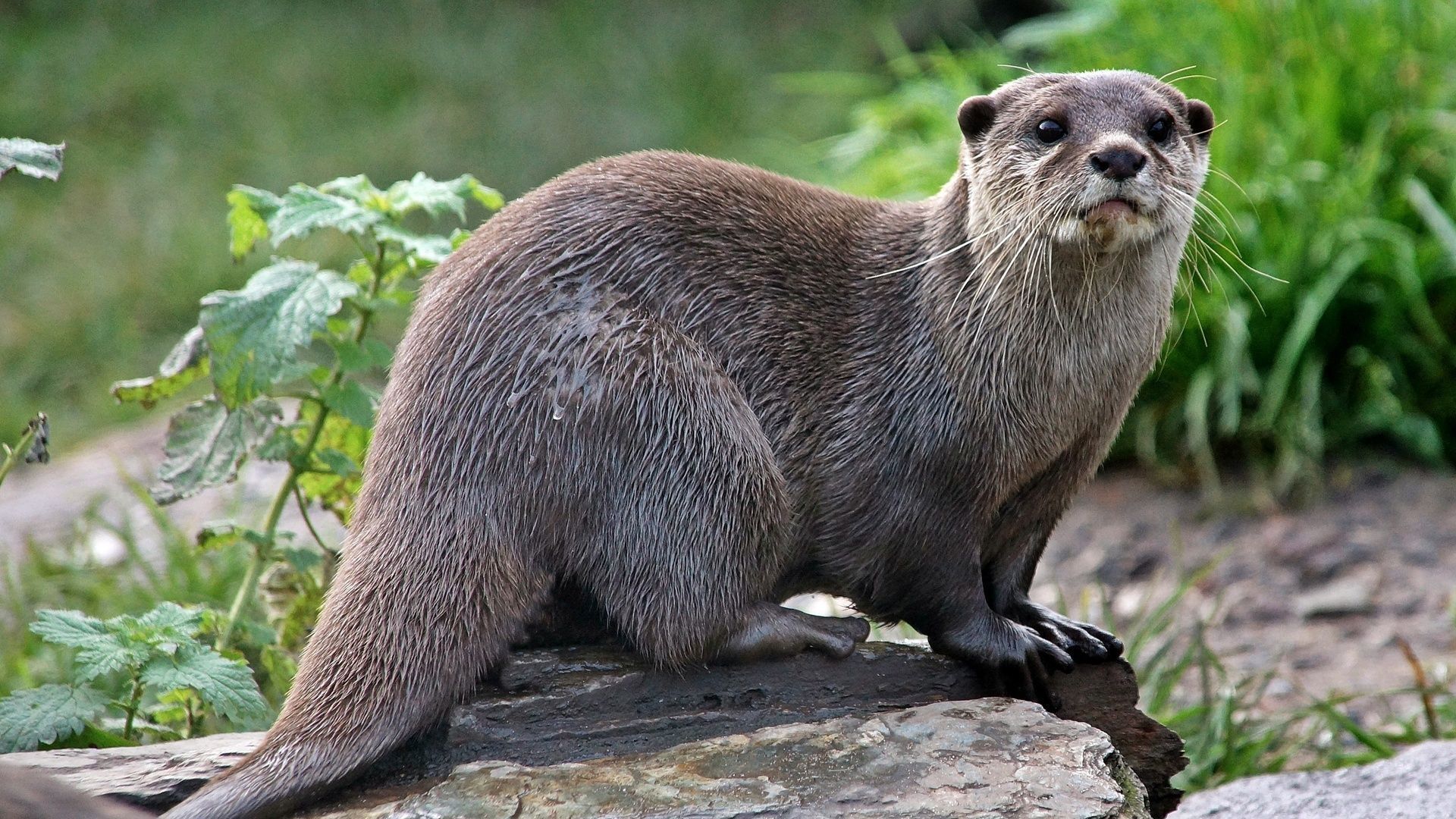 Коварная красота: животные, которые кажутся милыми, но на самом деле опасны.