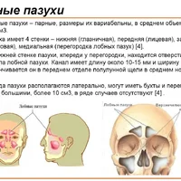 Лобные пазухи.jpg